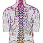 spine, backache, spinal-4052599.jpg