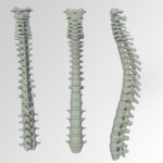 spine, bone, back pain-3220105.jpg